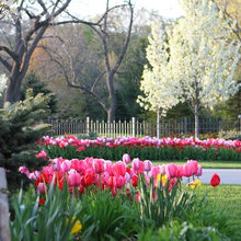 Flowers/flowering trees