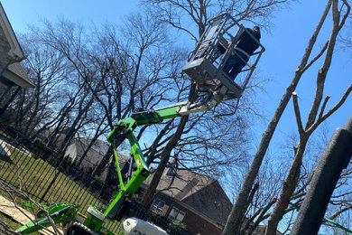 Tree removals