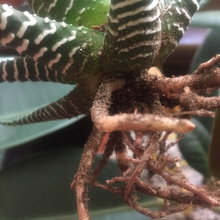 help with plants