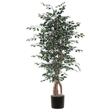 Vickerman 6' Variegated Ficus Executive