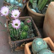 Ester Singer's photo