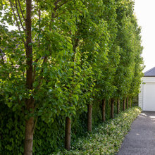 Garden ideas