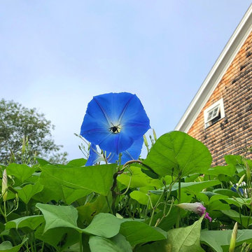 Cape Ann Farmhouse
