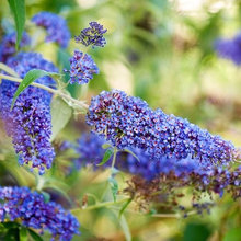 Garden/Landscape