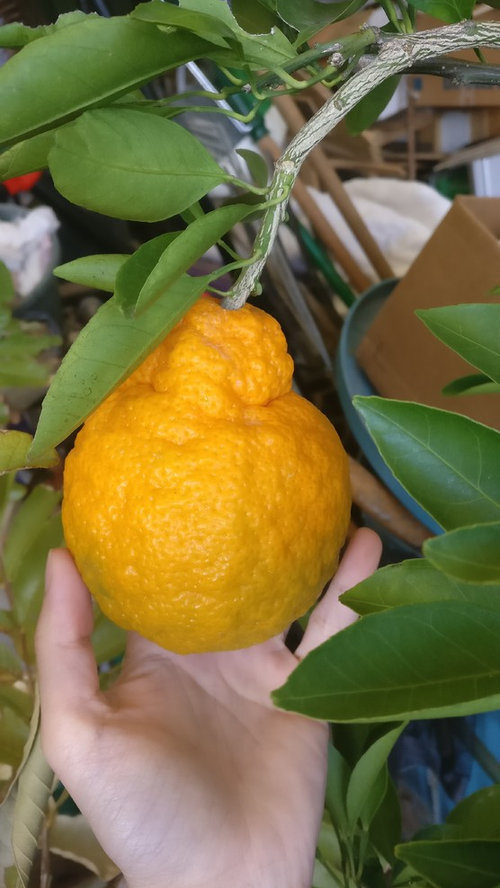 Can anybody help identify this Orange/Satsuma? (pictures)