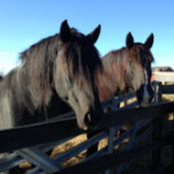Kimberly Meisel's photo