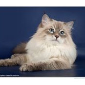 Foto di Оксана Коллина
