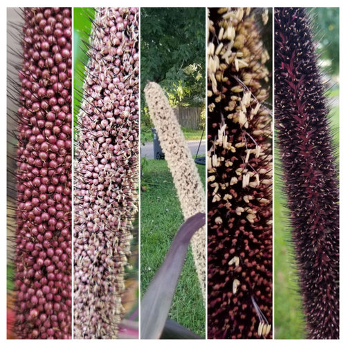 Growing Ornamental Millet so much fun!