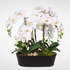 Real Touch White Phalaenopsis Orchids With Oval Metal Planter