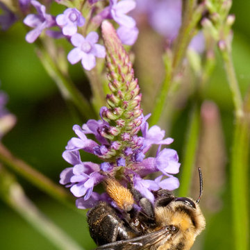 Long-Horned Bees