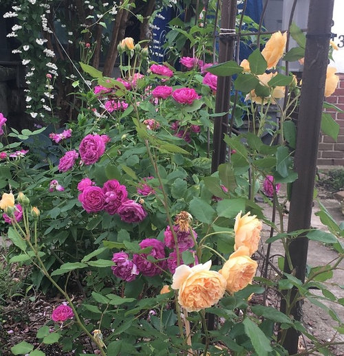 First flush of roses in my garden (finally!) | Houzz Forum