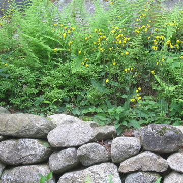 Native hawkweed and hay-scented ferns above fieldstone wall