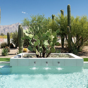 Pool, Palms and Prickly Pear
