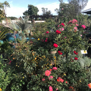 Local Nurseries