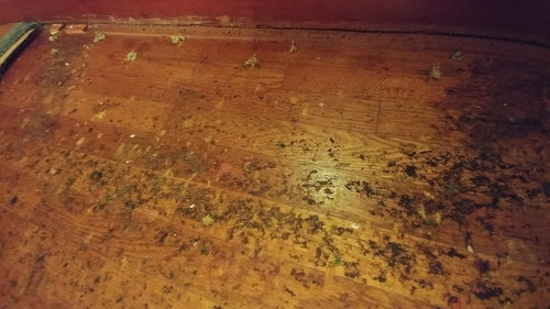 Hardwood Floors Under Carpet, Black Spots On Hardwood Floor Under Carpet