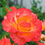 Ann Waterman's photo