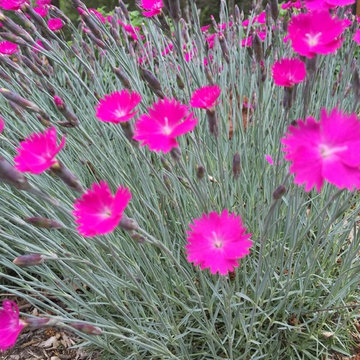 Cut Flowers and Perennial Gardens