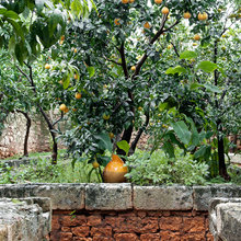 walled gardens