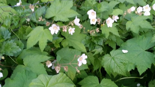 Cap Raspberry Looka Like Raspberry lookalike