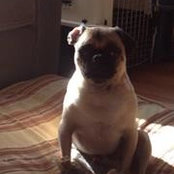 Finally Home Adoption's photo