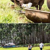 Nicky Lee's photo