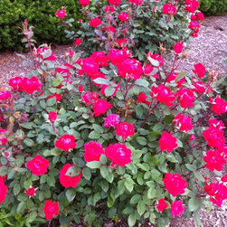 Bushes and Shrubs - Products