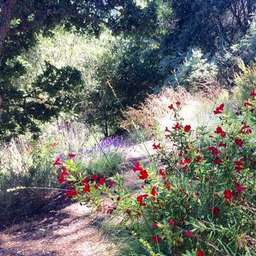 Sonoma County Garden