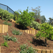 Orchard