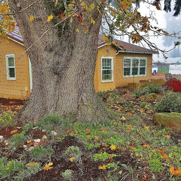 Before & After Master Gardener Makeover Design: Rain Garden around Island Lawn