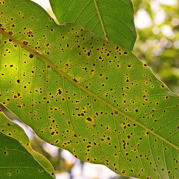 Identifying Tree Diseases