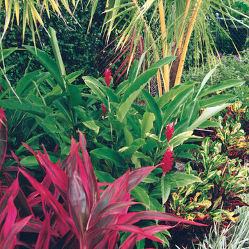 Bright Tropical