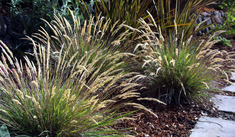 Leafy Reedgrass Softens California Gardens