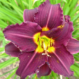 Daylilies - Products
