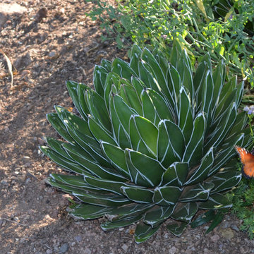Southwestern Plants