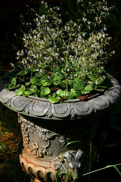 Thorndale English Ivy, Hedera helix 'Thorndale', Monrovia Plant