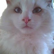 Pat Tichy's photo