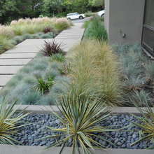 xeriscape