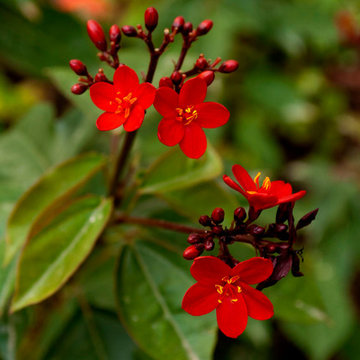 El jardín de Laura. Diseño de jardín en villa alicantina