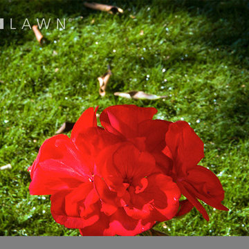 SYNLawn | Close-up Shots