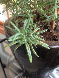 fungus - What are these specks of white fuzz in some of my potting