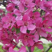 Dinah Wentzel's photo