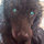 lori_shellenberger