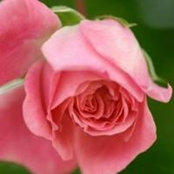 Lynn Mcnulty's photo