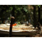 Quốc Bảo's photo