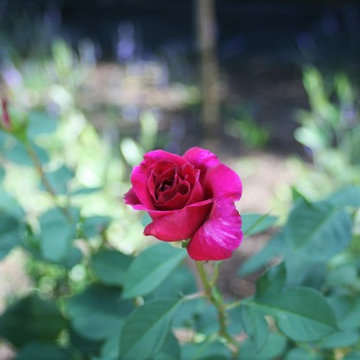 Coastal Cottage Garden