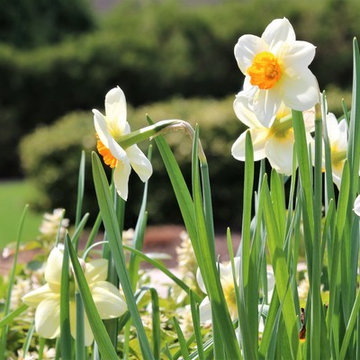 Garden Plants