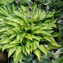 Hosta - Products