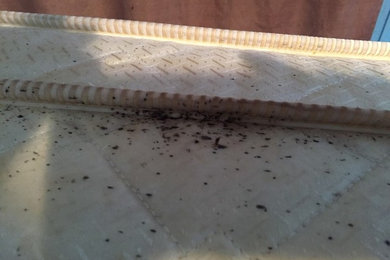 Bed Bug Damage and Treatment