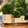 9.5 in. Tall Carina Preserved Boxwood Topiary in Green