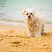Second Chances: Why Adopting a Senior Pet Might be Right for You